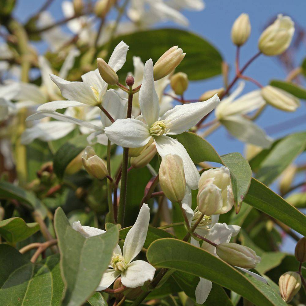 Clématite armandii - Image 3