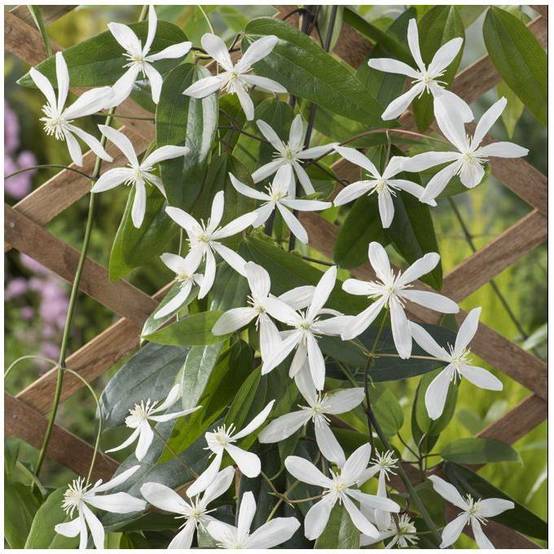Clématite armandii - Image 4
