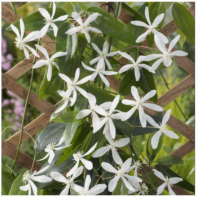 Clématite armandii - Image 4