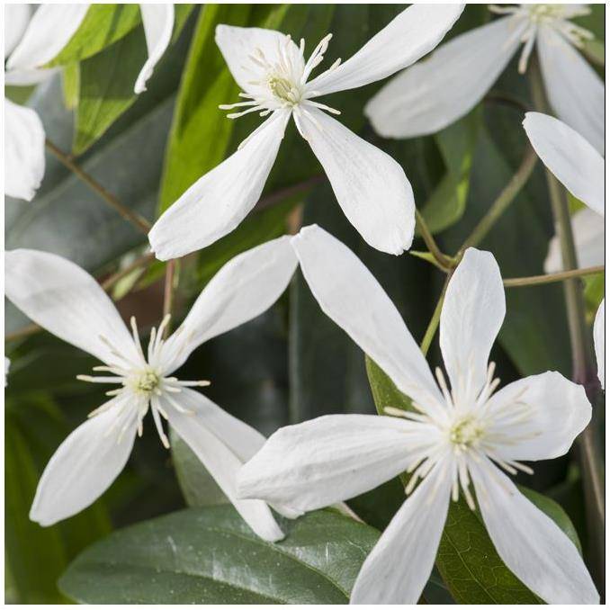 Clématite armandii - Image 7