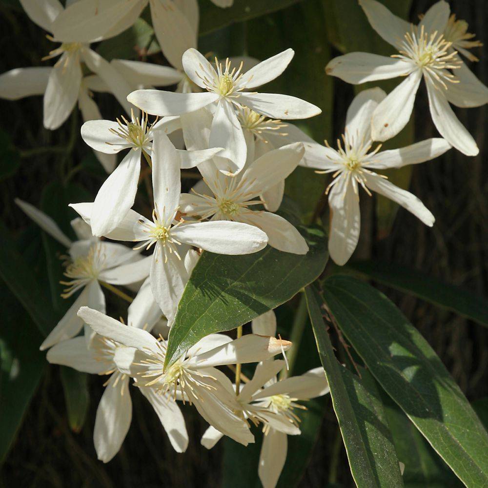 Clématite armandii - Image 9
