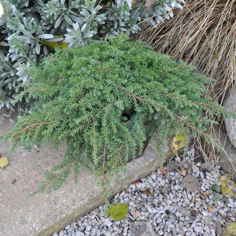 Genévrier commun 'Green Carpet'