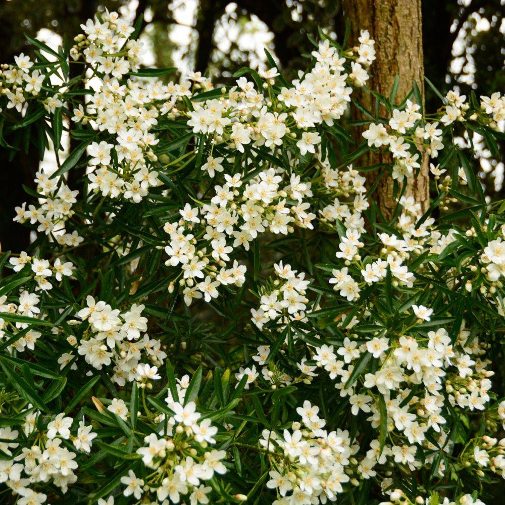 Oranger du Mexique 'Aztec pearl'