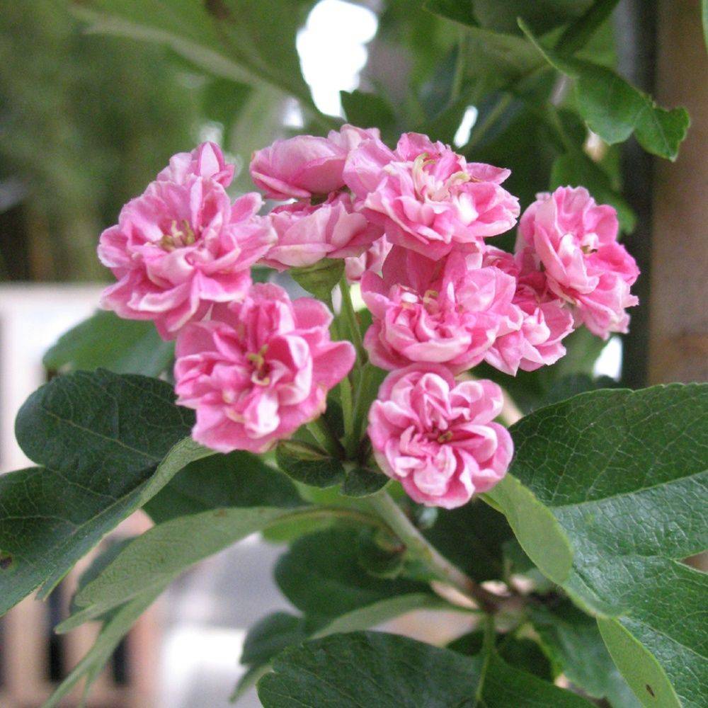 Aubépine commune 'Rosea flore plena'