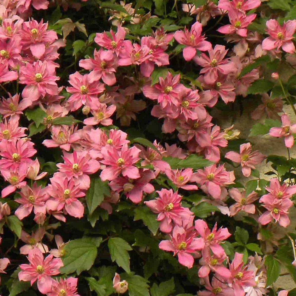 Clématite montana 'Broughton star' - Image 3