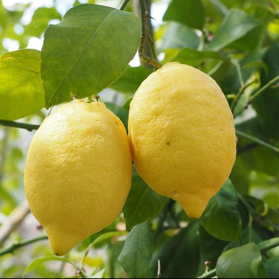 Citronnier 4 Saisons Bio - Image 5
