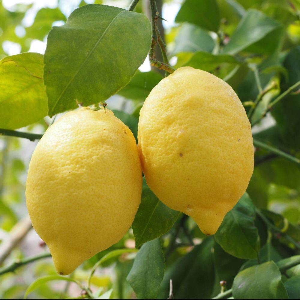Citronnier 4 Saisons Bio - Image 5