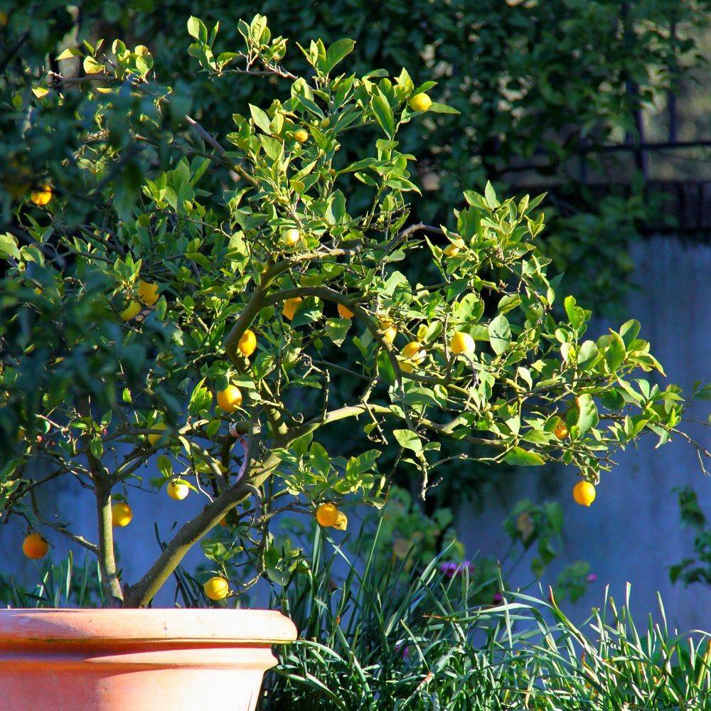 Citronnier 4 Saisons Bio - Image 7