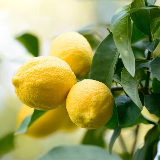 Citronnier 4 Saisons Bio - Image 6
