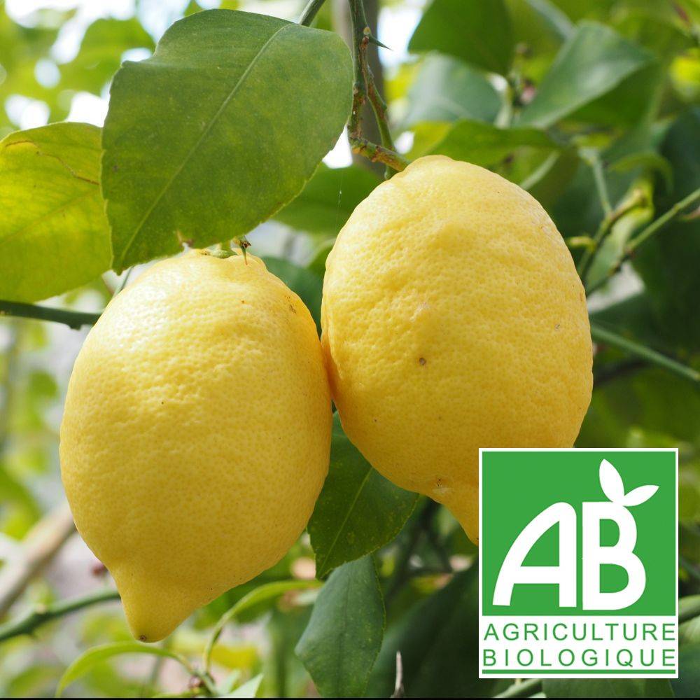 Citronnier 4 Saisons Bio - Image 1