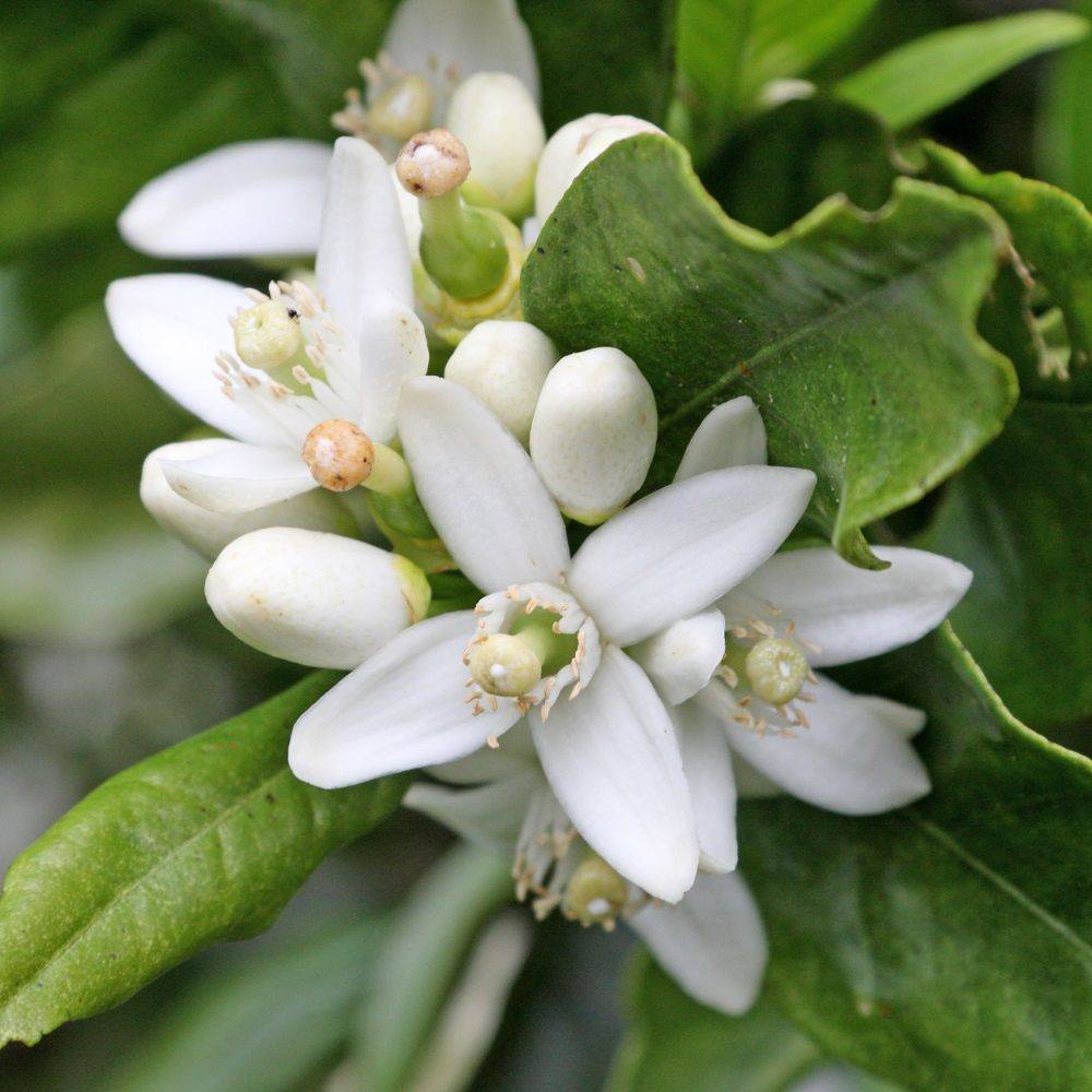 Citronnier 4 Saisons Bio - Image 4