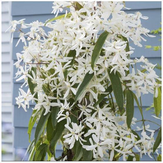 Clématite armandii 'Snowdrift' - Image 2