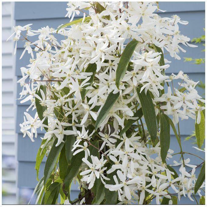 Clématite armandii 'Snowdrift' - Image 2