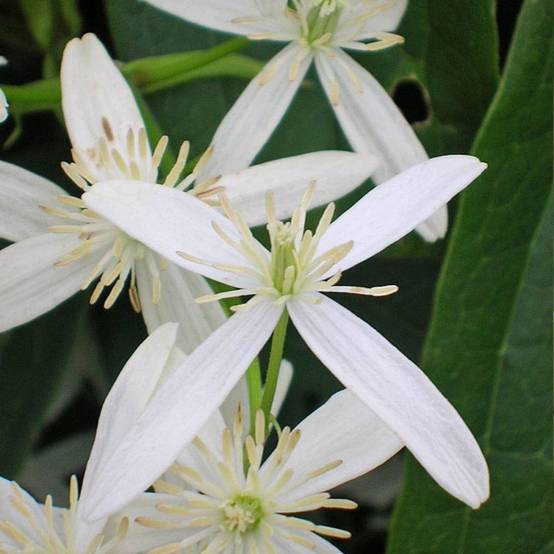 Clématite armandii 'Snowdrift' - Image 3