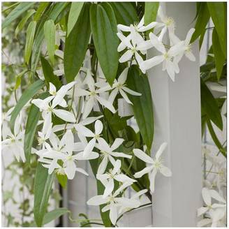 Clématite armandii 'Snowdrift'