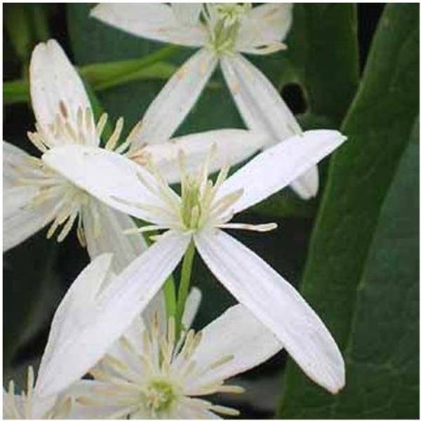 Clématite armandii 'Snowdrift' - Image 4