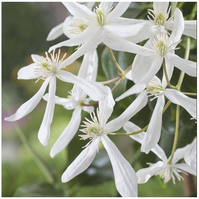 Clématite armandii 'Snowdrift' - Image 5
