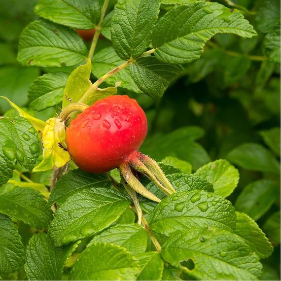 Kit de haie fruitière spéciale confitures - Image 2