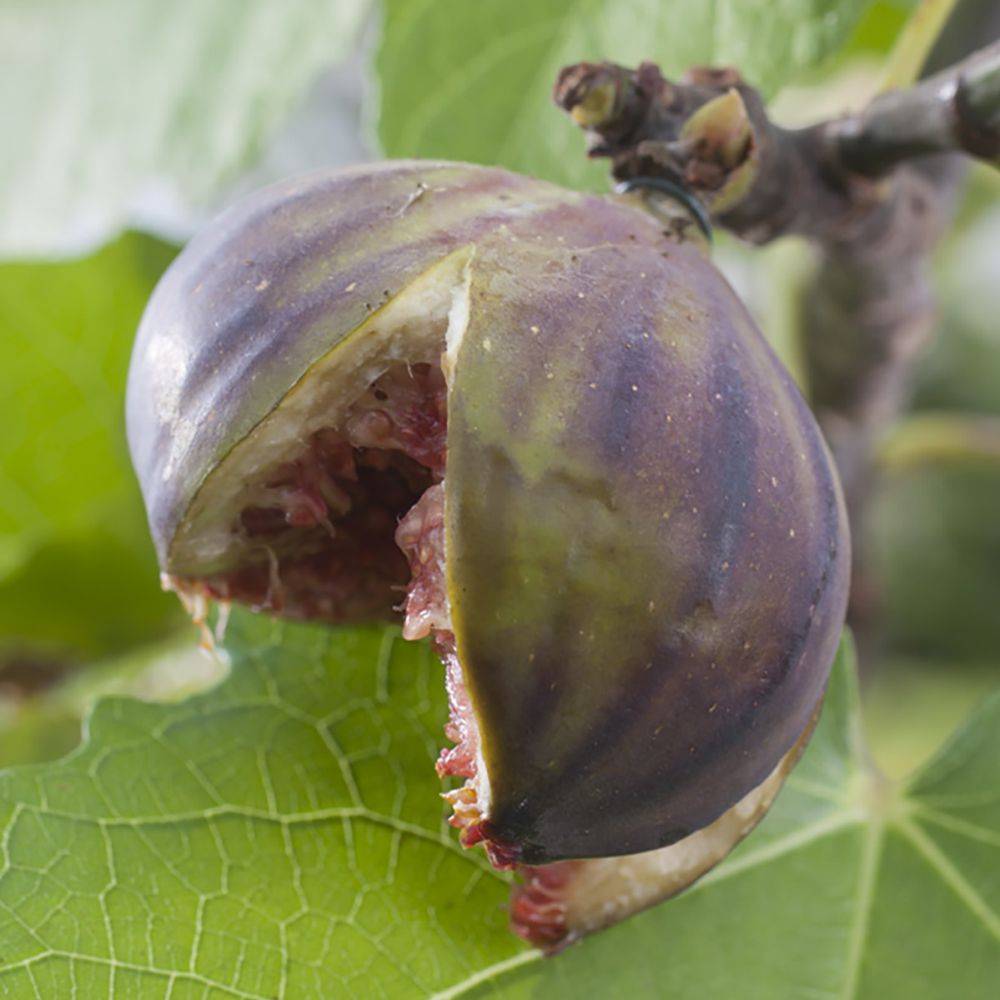 Figuier Violette de sollies - Image 3
