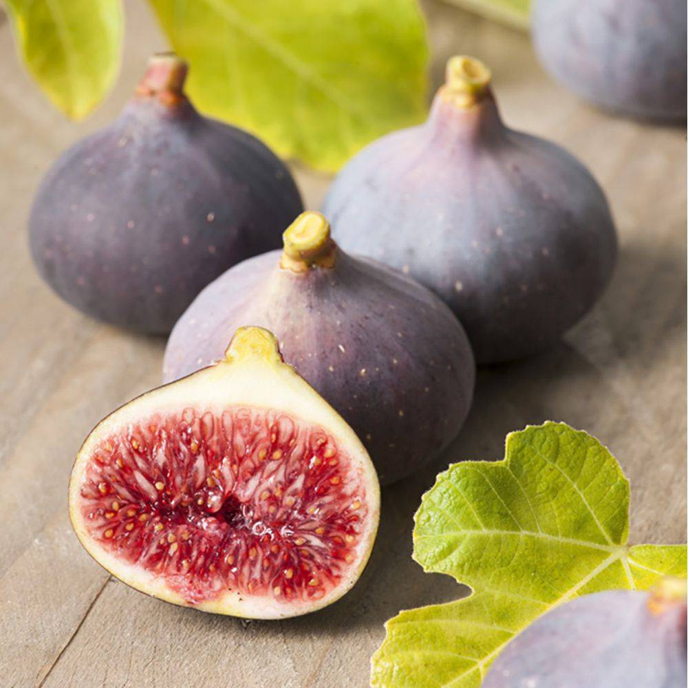 Figuier Violette de sollies - Image 1