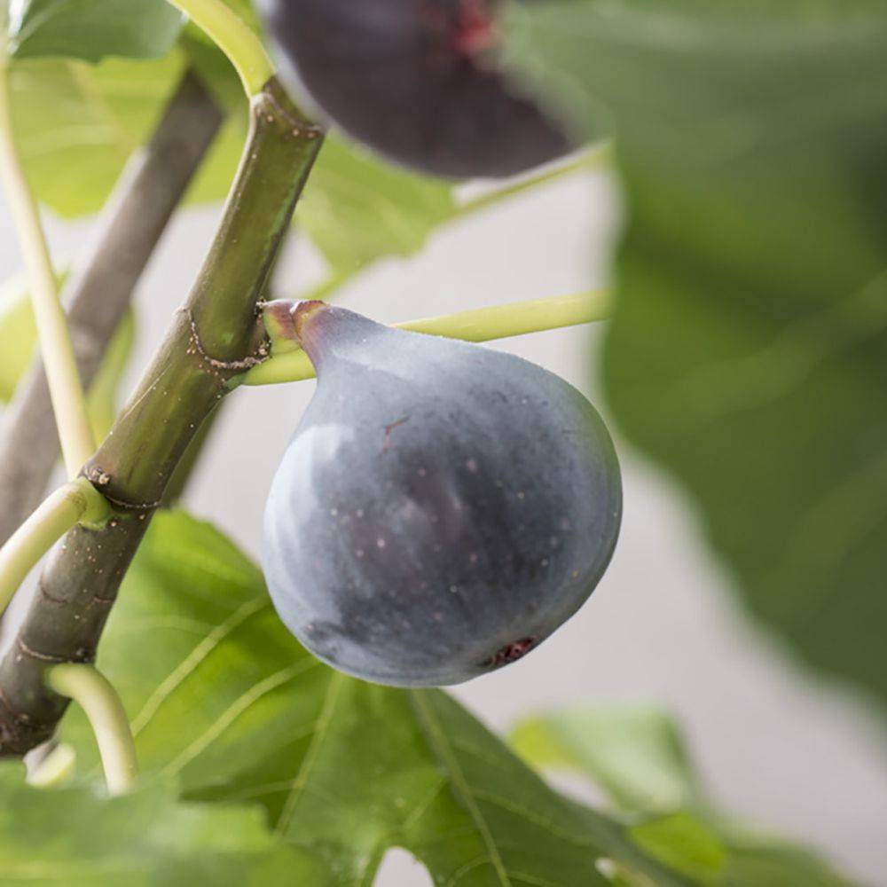 Figuier Violette de sollies - Image 2