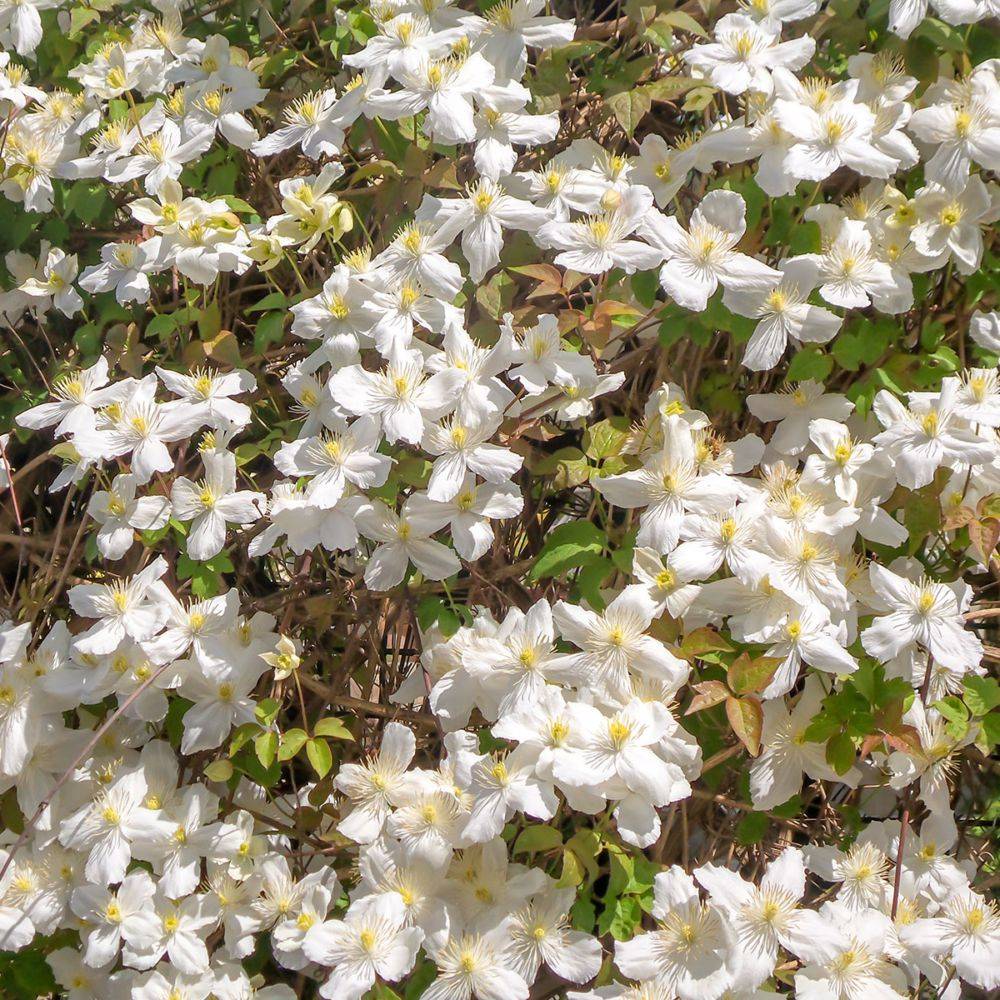 Clématite montana 'Grandiflora'