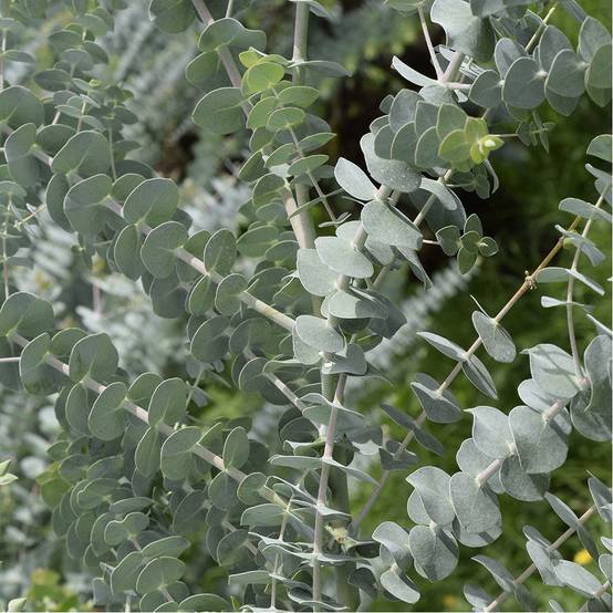 Eucalyptus gunni Azura - Image 1