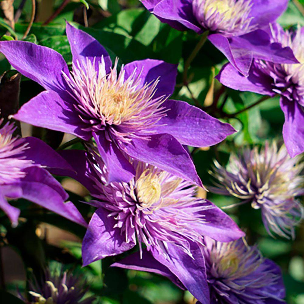Clématite 'Multiblue'