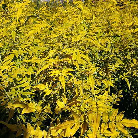 Jasmin officinal 'Aureum' - Image 3