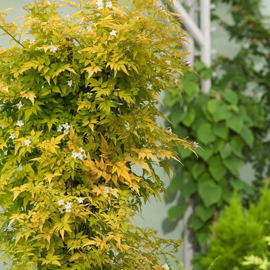 Jasmin officinal 'Aureum' - Image 1