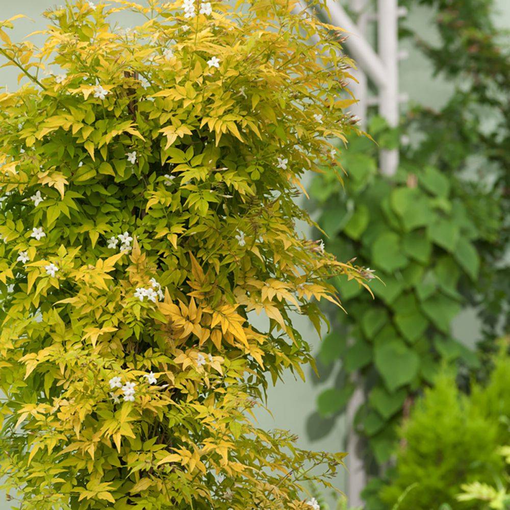 Jasmin officinal 'Aureum' - Image 1