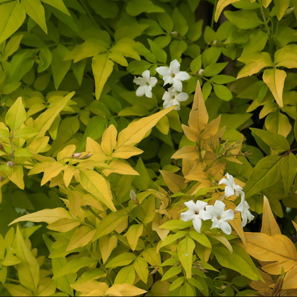Jasmin officinal 'Aureum' - Image 2