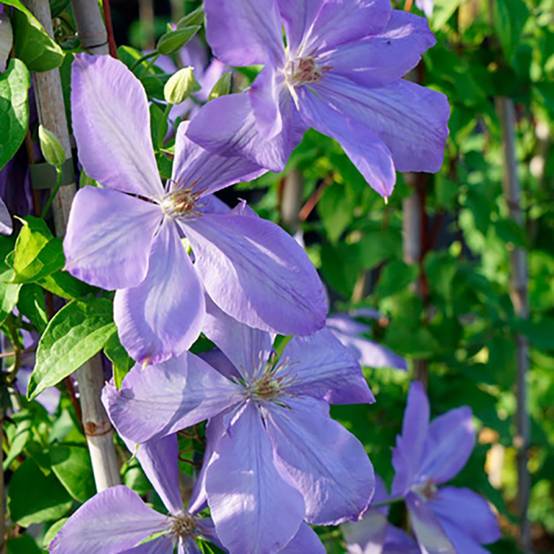Clématite 'Mrs Cholmondeley'