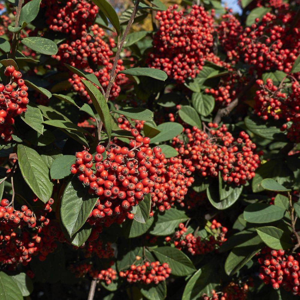 Cotoneaster lactea - Image 4