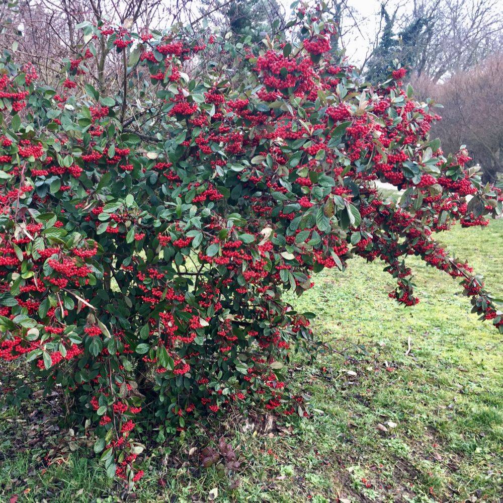 Cotoneaster lactea - Image 1