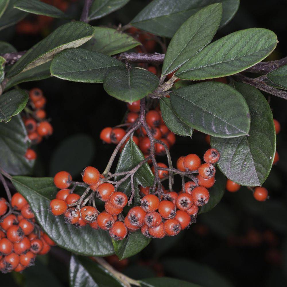 Cotoneaster lactea - Image 5