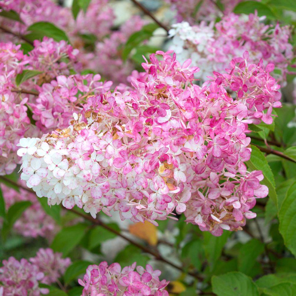 Hortensia paniculata 'Vanille Fraise®' Renhy - Image 1