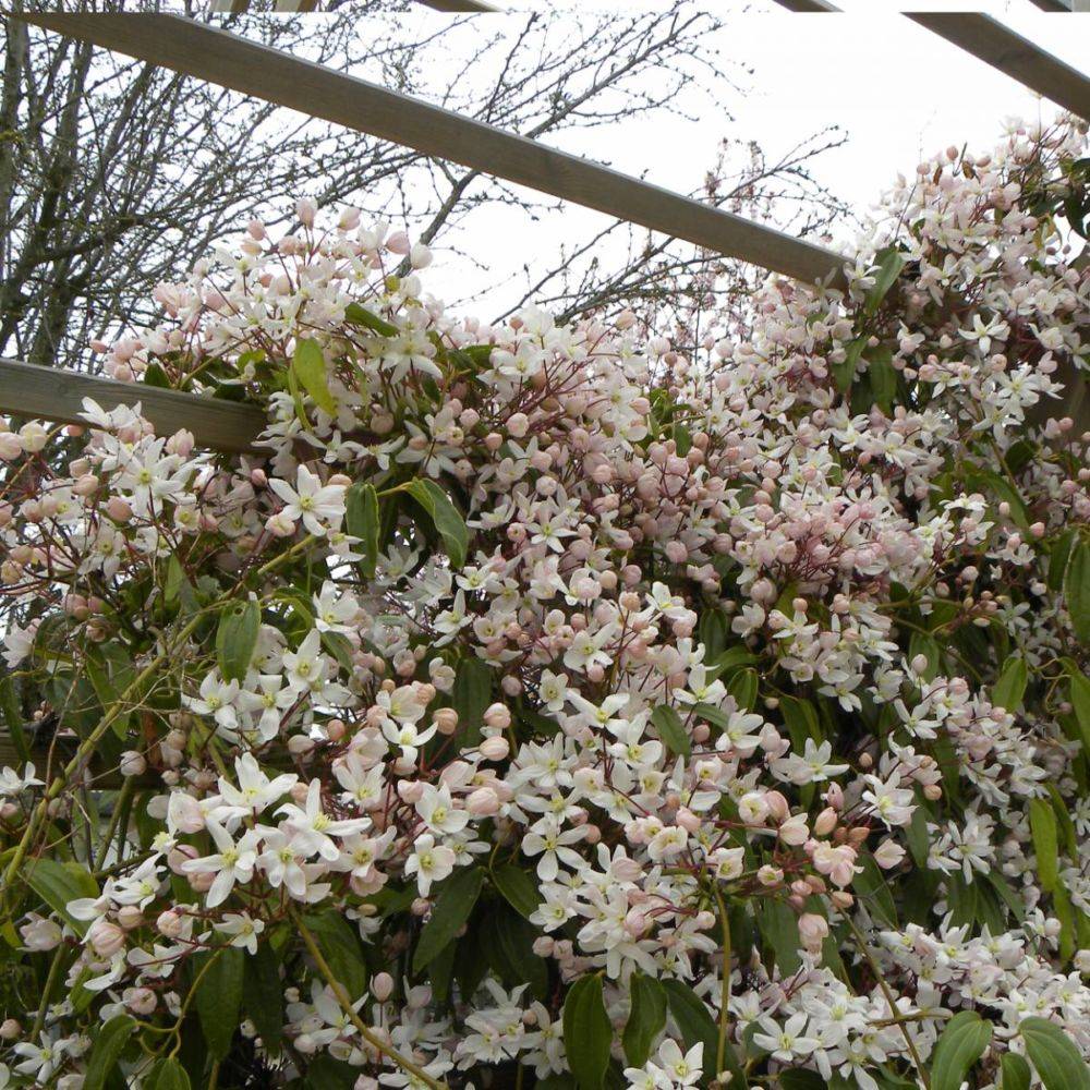 Clématite armandii 'Apple Blossom' - Image 3