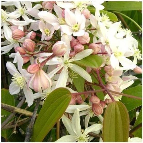 Clématite armandii 'Apple Blossom' - Image 1