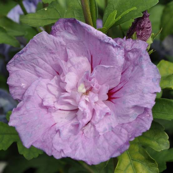 Hibiscus syriacus 'Lavender chiffon'