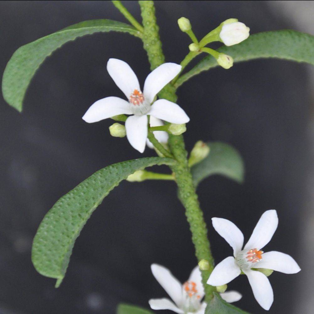 Eriostemon myoporoides - Image 2