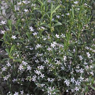 Eriostemon myoporoides