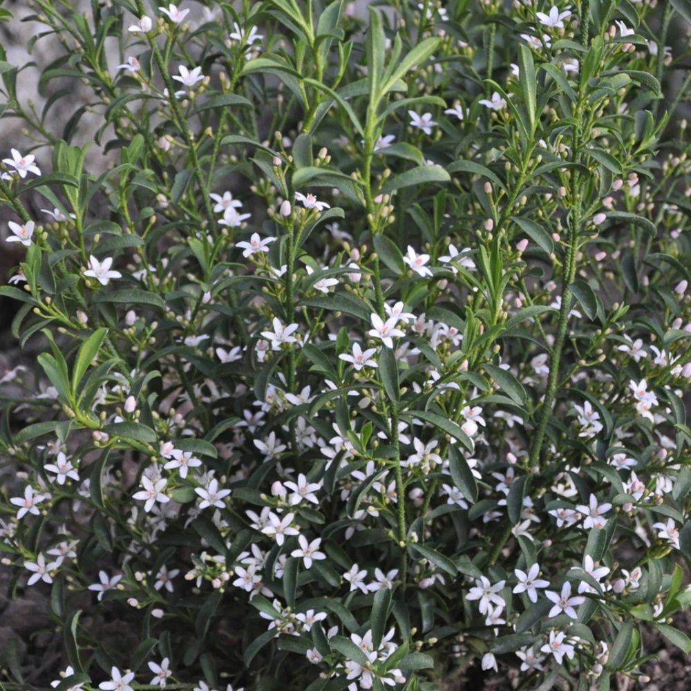 Eriostemon myoporoides - Image 1