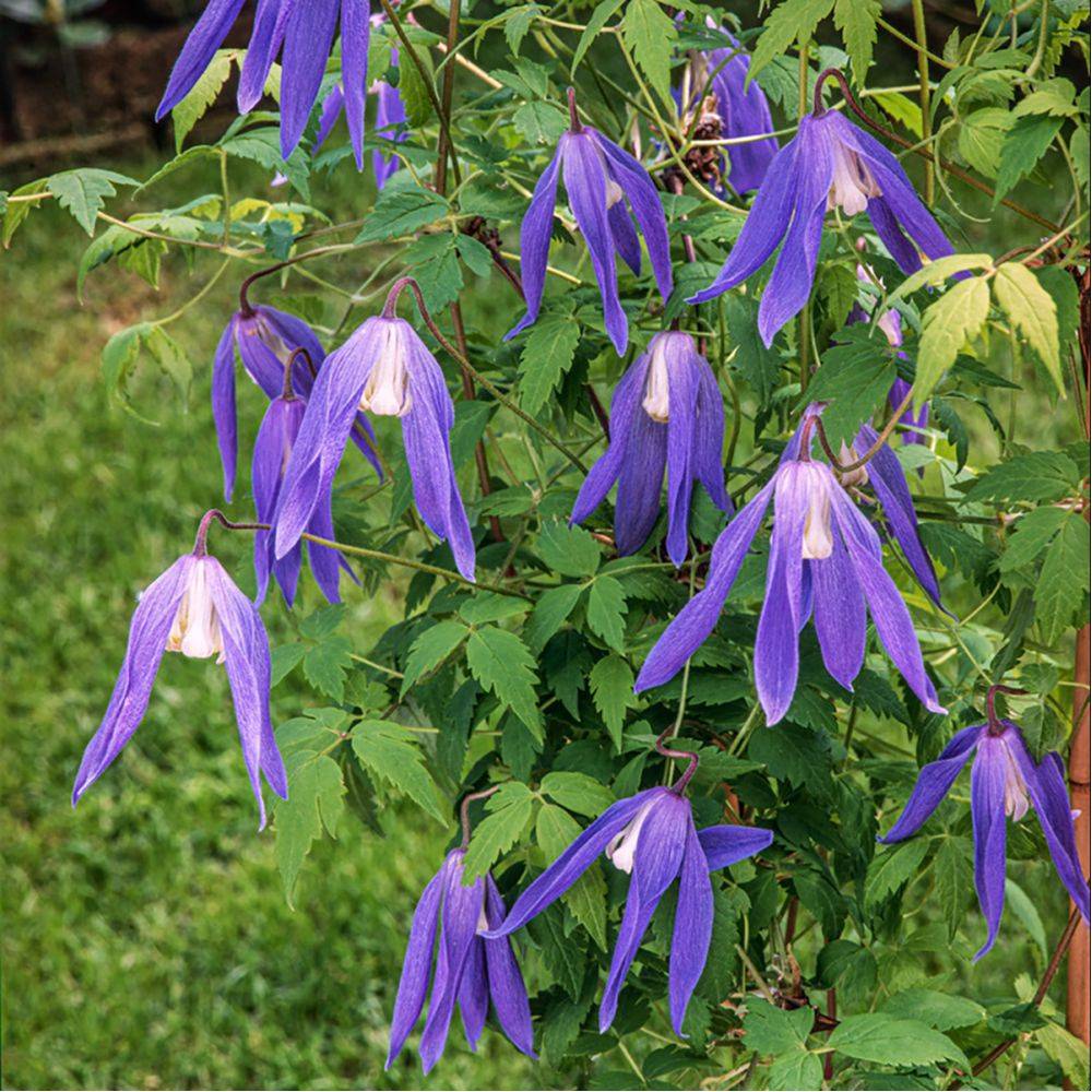 Clématite alpina 'Blue dancer' - Image 2