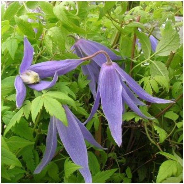 Clématite alpina 'Blue dancer' - Image 1