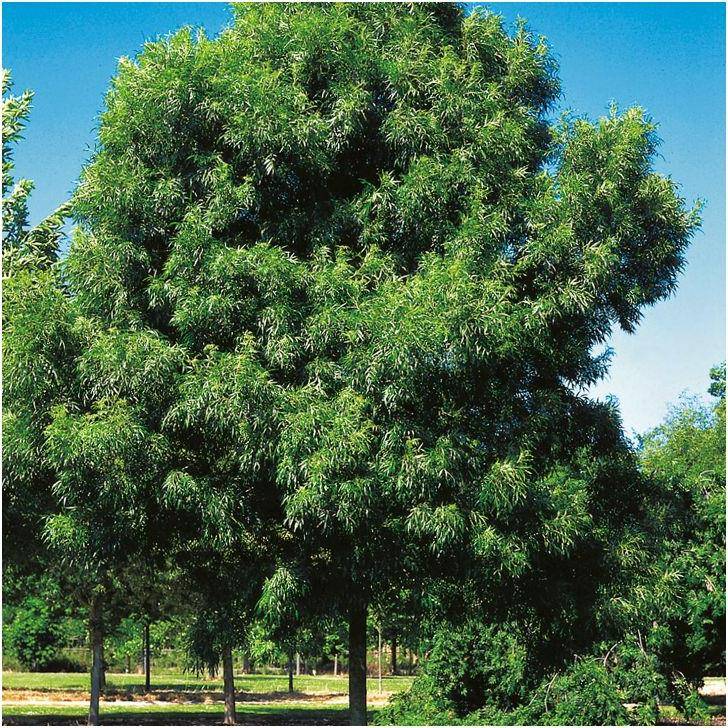 Frêne à feuilles étroites Raywood - Image 3