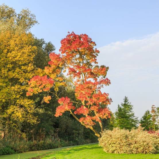 Frêne à feuilles étroites Raywood - Image 1