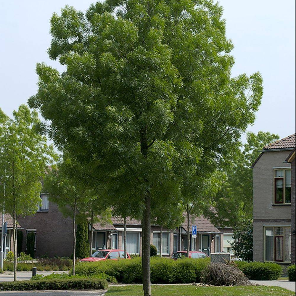 Frêne à feuilles étroites Raywood - Image 2
