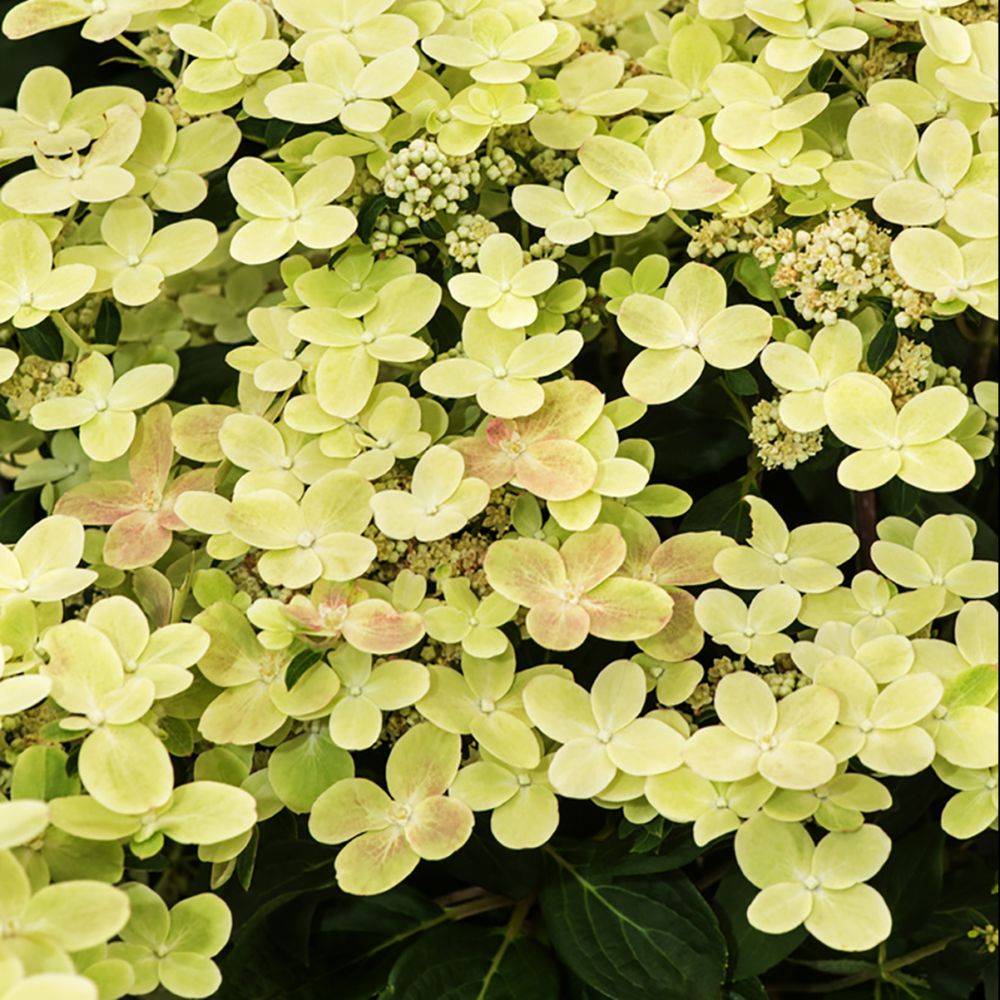 Hydrangea paniculata Polestar - Hortensia paniculé - Image 2