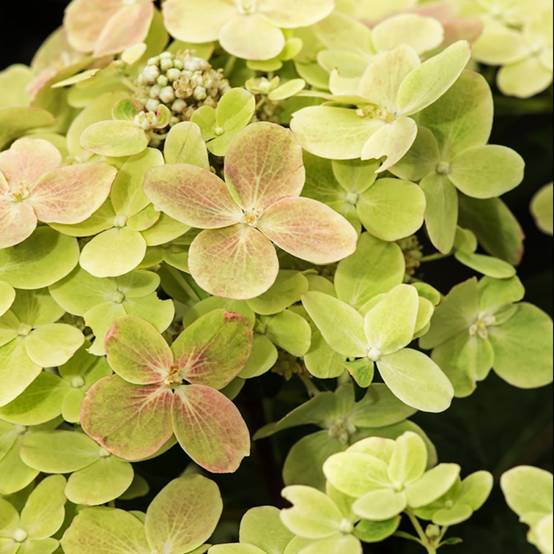 Hydrangea paniculata Polestar - Hortensia paniculé - Image 1